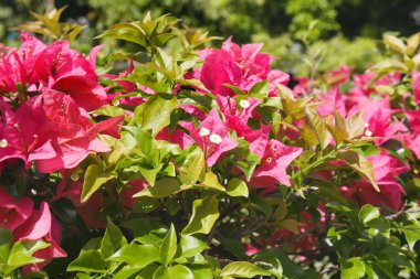 güzel tropik çiçekler 