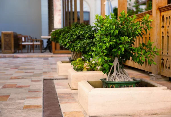 Hermoso árbol de Bonsai en el resort — Foto de Stock