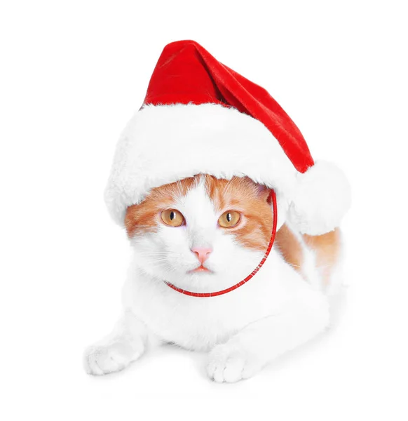 Noel Baba şapkalı sevimli kedi — Stok fotoğraf