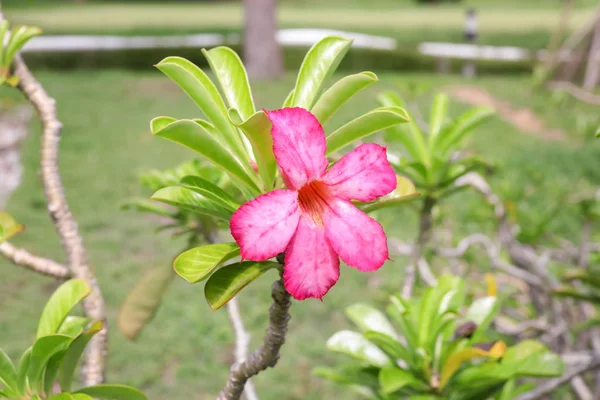 Vacker tropisk blomma — Stockfoto