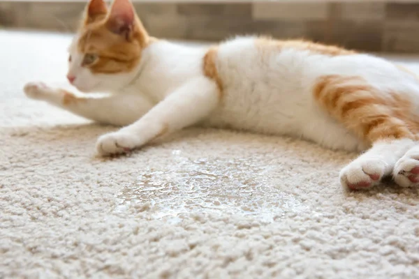 Cute cat lying on carpet — Stock Photo, Image