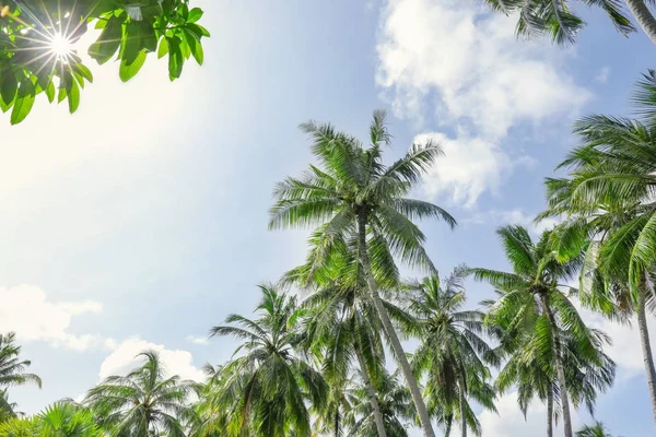 Green tropical palms — Stock Photo, Image