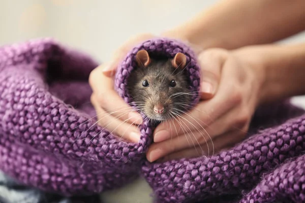 Kvinna anläggning söt råtta — Stockfoto
