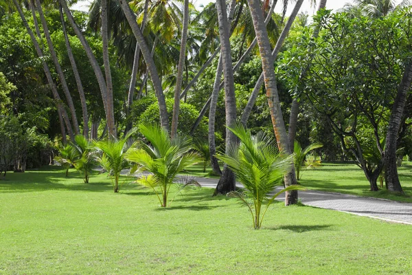Hermoso parque en el complejo tropical — Foto de Stock