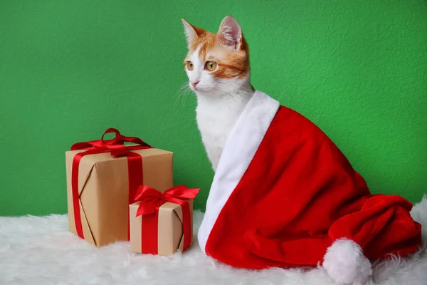 Lindo gato y cajas de regalo en alfombra peluda —  Fotos de Stock