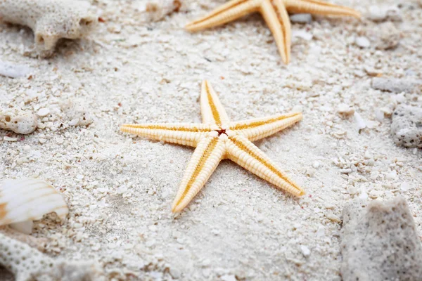 Starfish with pieces of shells on sand — Stock Photo, Image