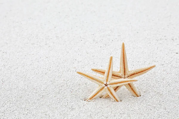 Starfish on sea beach — Stock Photo, Image