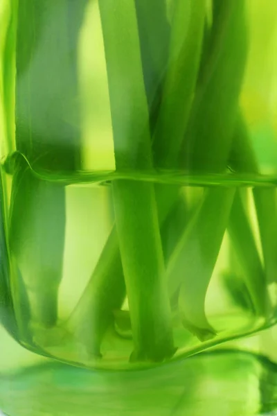 Vase en verre avec tiges vertes — Photo