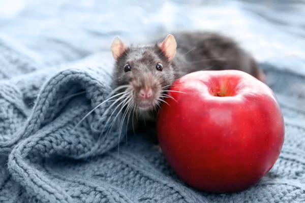 Cute rat with red apple — Stock Photo, Image