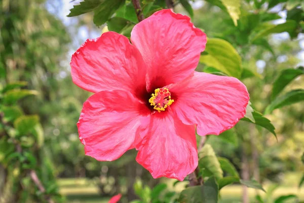 Красивый тропический цветок — стоковое фото