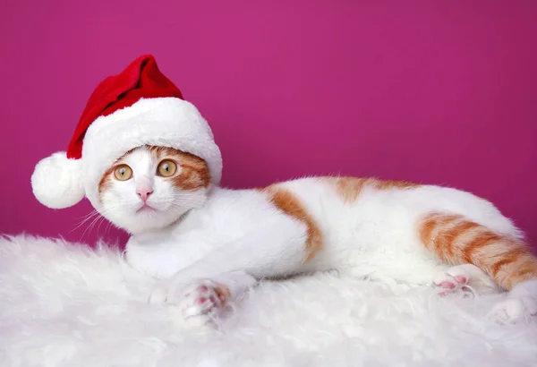 Sød kat i Santa Claus hat - Stock-foto