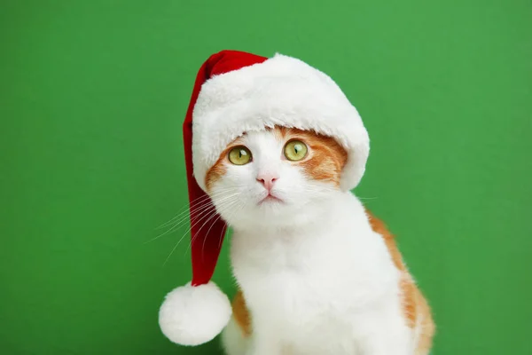 Ładny kot w czapkę Mikołaja — Zdjęcie stockowe