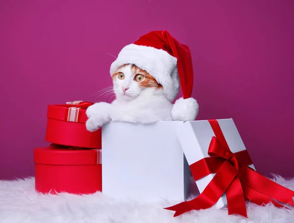 Caja de regalo con gato lindo —  Fotos de Stock