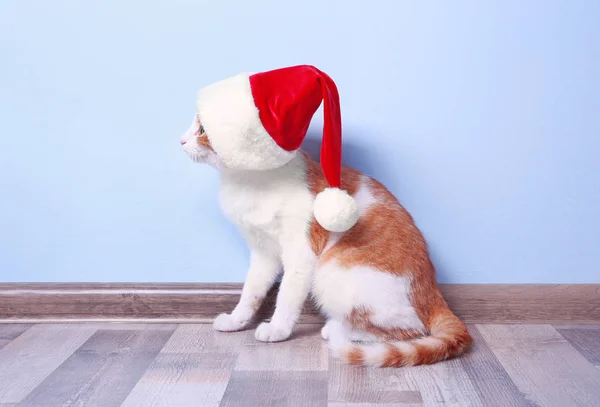 Cute cat in Kerstman hoed — Stockfoto
