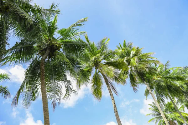 Green tropical palms — Stock Photo, Image