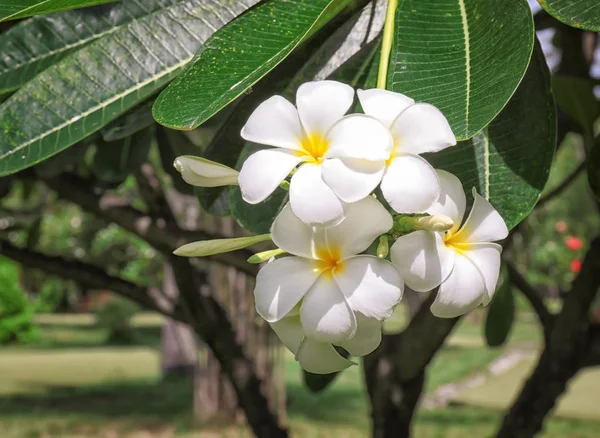 Bellissimi fiori tropicali — Foto Stock