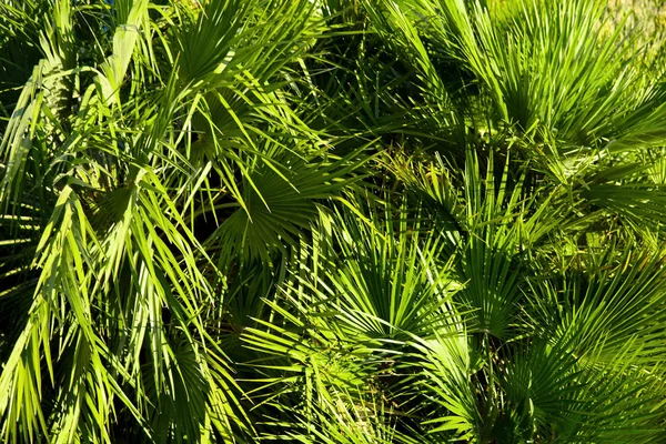 Zelené tropické listy — Stock fotografie