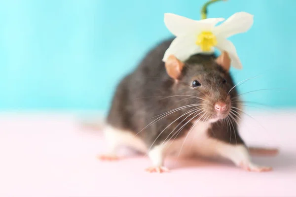 Ratto carino con fiore — Foto Stock