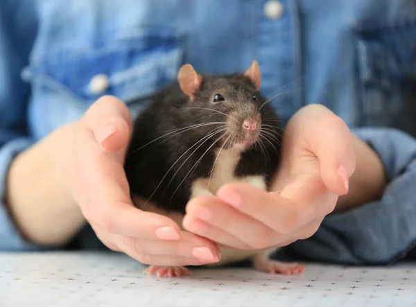 Giovane donna in possesso di ratto carino — Foto Stock