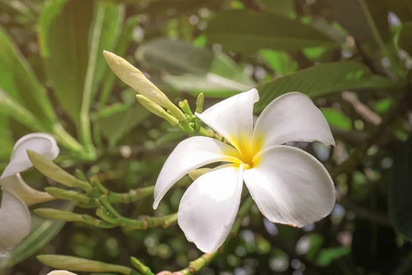 美しい南国の花 — ストック写真