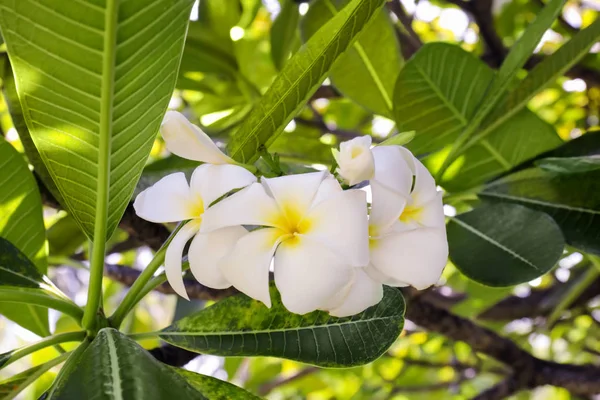 Hermosas flores tropicales — Foto de Stock