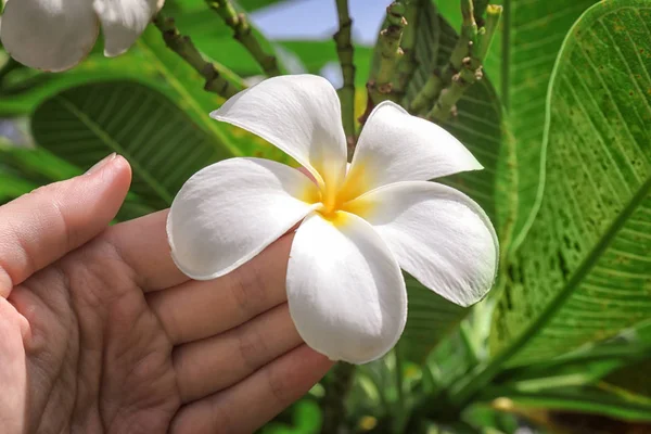 南国の花に触れる女性の手 — ストック写真