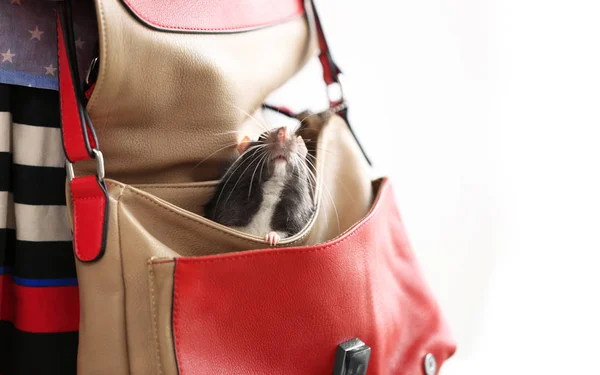 Woman with cute rat in bag — Stock Photo, Image