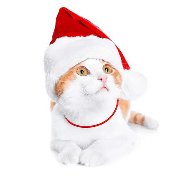 Симпатичный кот в шляпе Санта Клауса — стоковое фото