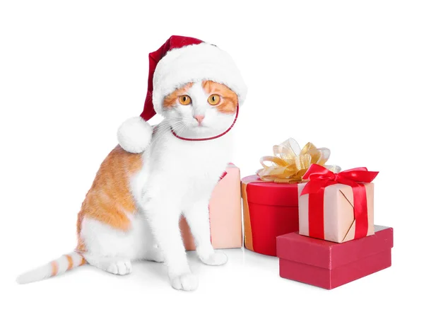 Chat mignon dans le chapeau du Père Noël — Photo