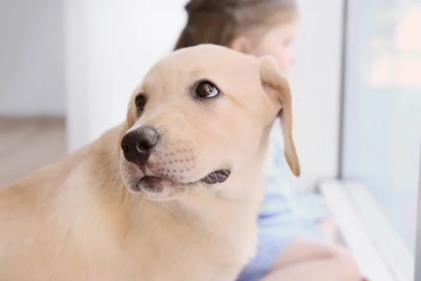 Cute Labrador Retriever at home and blurred child on background — Stock Photo, Image
