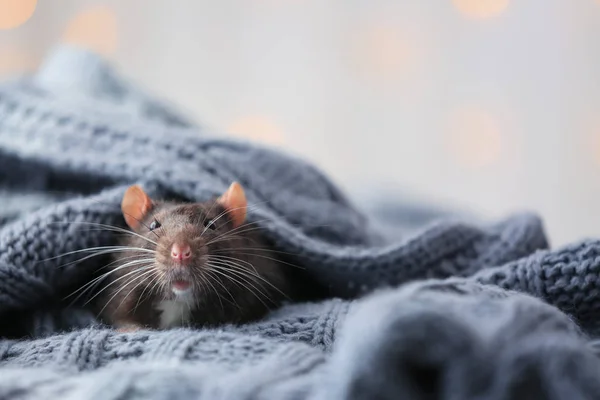 Söt råtta med trikå — Stockfoto