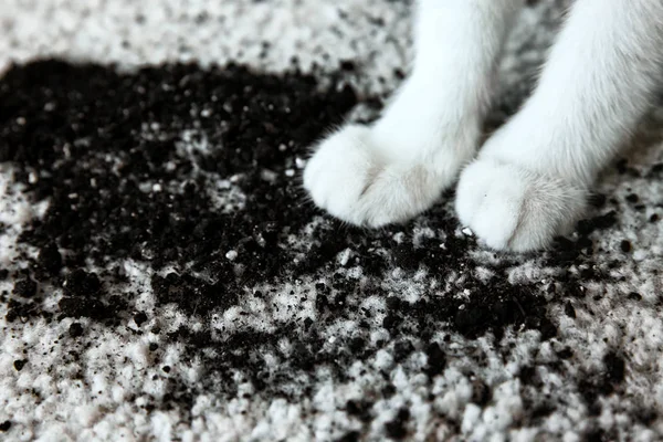 Terreno sparso su moquette bianca e zampe di gatto, da vicino — Foto Stock