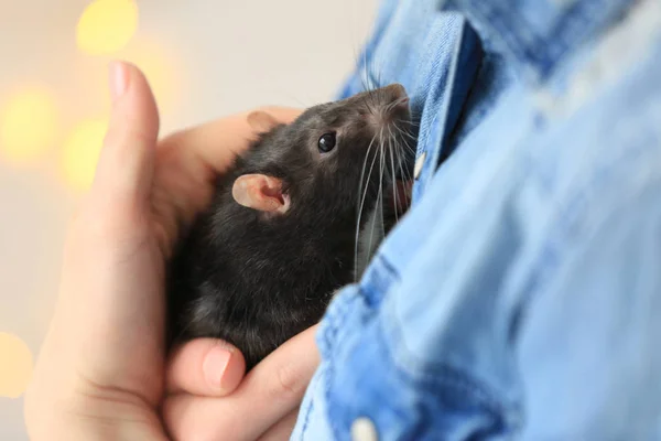 Giovane donna in possesso di ratto carino — Foto Stock