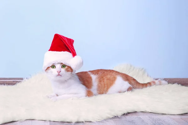 Lindo gato en Santa Claus sombrero —  Fotos de Stock