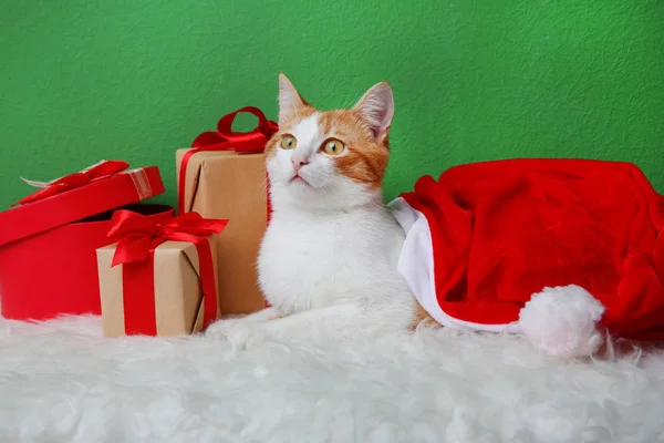 Lindo gato y cajas de regalo en alfombra peluda —  Fotos de Stock