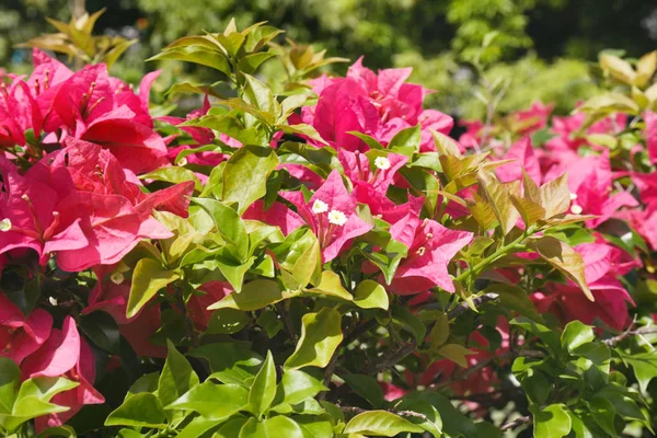 Bellissimi fiori tropicali — Foto Stock