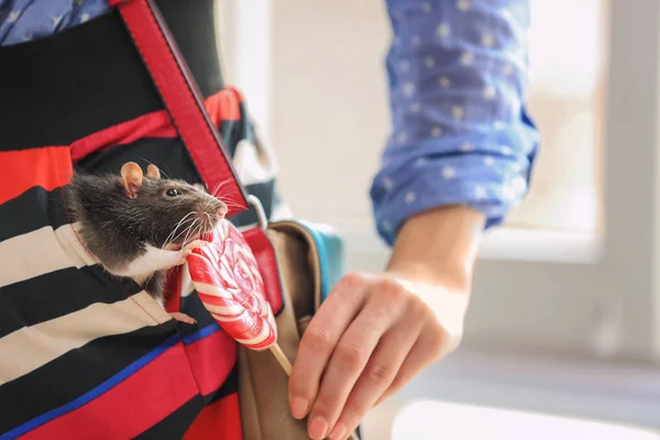 Femme avec rat mignon dans la poche — Photo