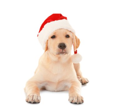 Sevimli köpek Noel Baba şapkalı  