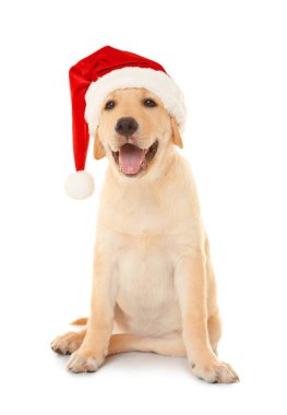 Sevimli köpek Noel Baba şapkalı  