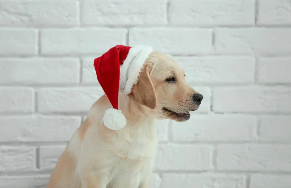 Niedlicher Hund mit Weihnachtsmann-Hut — Stockfoto
