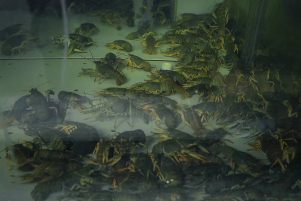 Akvárium s humry v supermarketu ryb — Stock fotografie