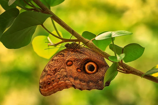 Beautiful butterfly in garden — Stock Photo, Image