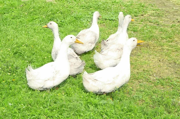 Oies blanches pâturant à la ferme par une journée ensoleillée — Photo