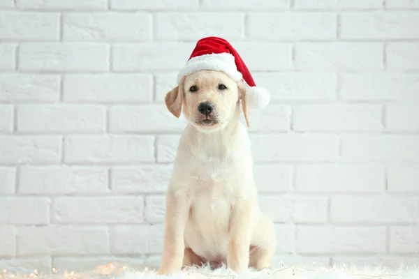 Cão bonito em chapéu de Papai Noel — Fotografia de Stock