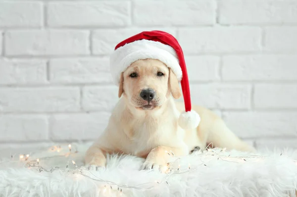 Roztomilý pejsek v Santa Claus klobouk — Stock fotografie