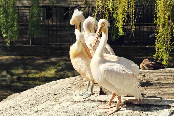 Cute pelicans in garden — Stock Photo, Image