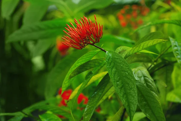 Красивые тропические цветы — стоковое фото