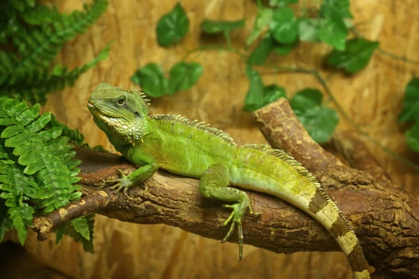 Iguana no jardim zoológico — Fotografia de Stock