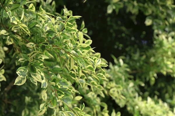 Grüne tropische Pflanze im Freien — Stockfoto