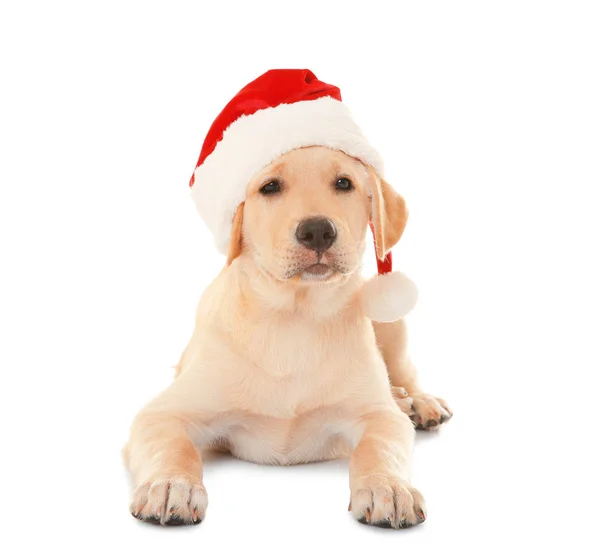 可爱的小狗，在圣诞老人的帽子 — 图库照片